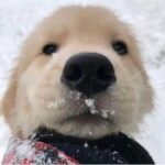 zhuzhu的头像-猪猪博客